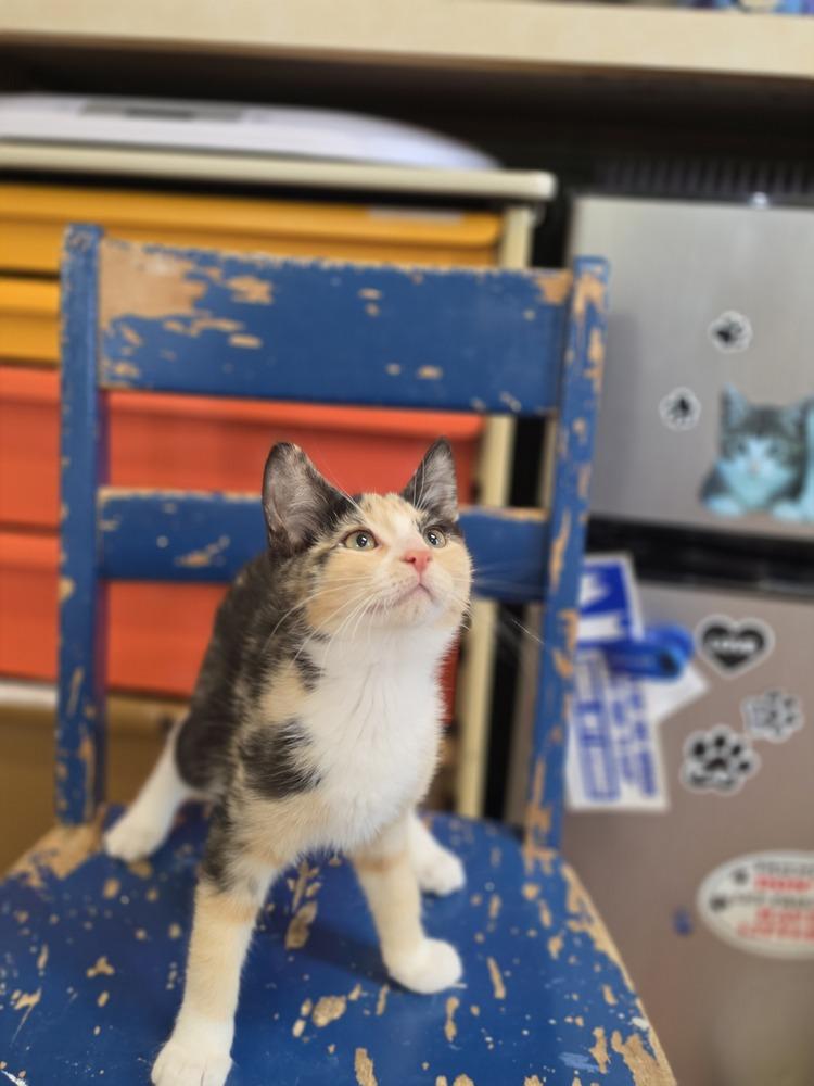Leda, Adoptable, Young Female Domestic Short Hair.