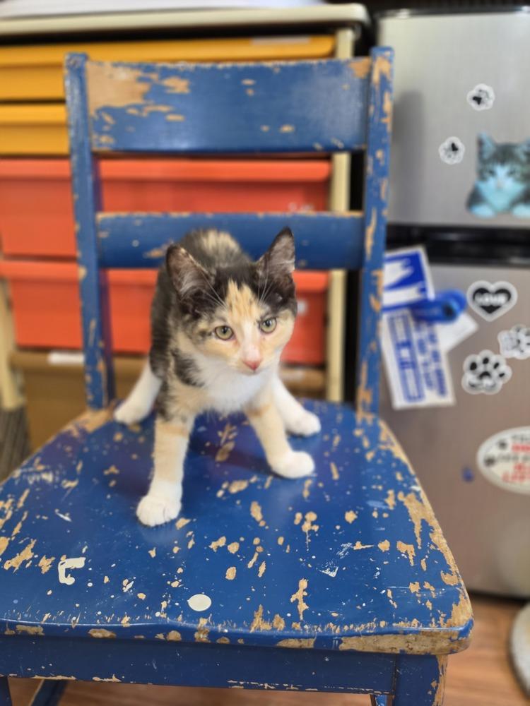 Enlarge Leda, a Adoptable mixed breed in Wild Rose, WI image 2/2