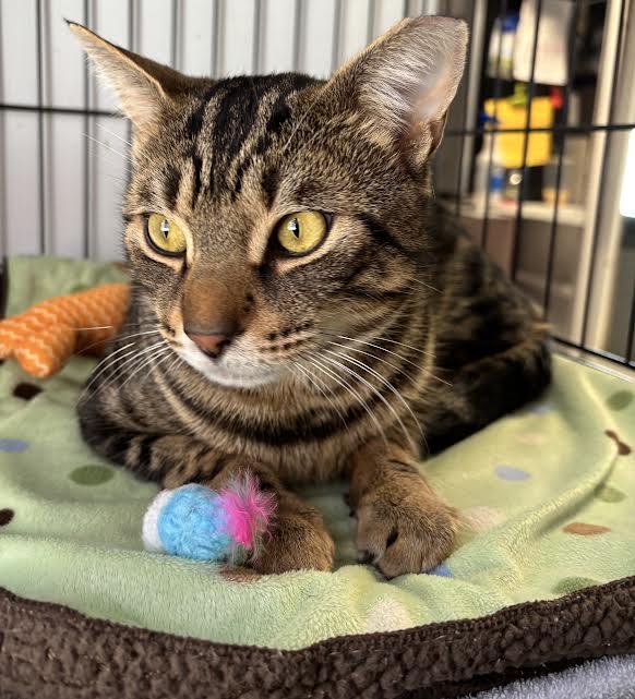 Enlarge McClane, a ADOPTABLE Domestic Short Hair in Marblehead, MA image 5/5