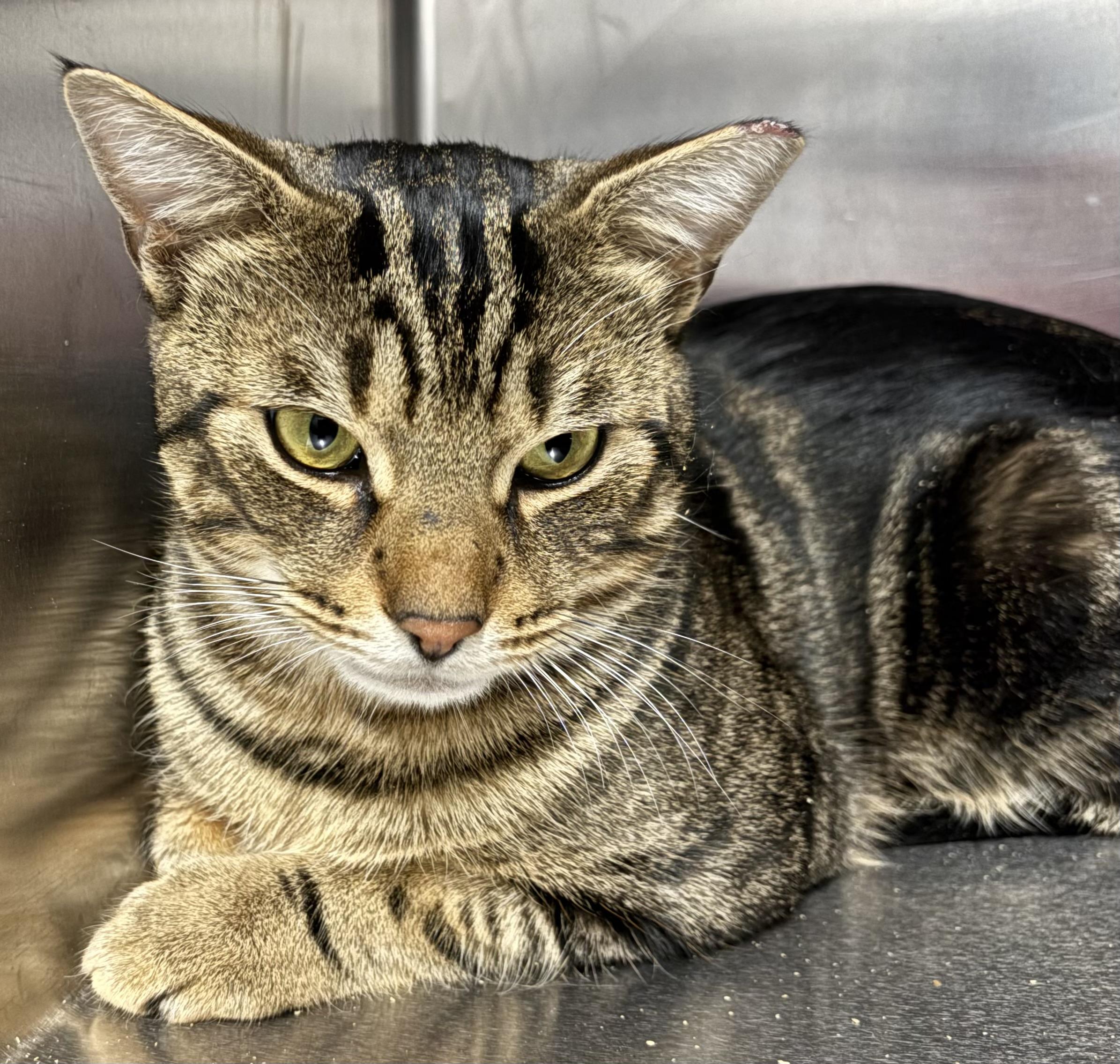 Enlarge McClane, a ADOPTABLE Domestic Short Hair in Marblehead, MA image 2/5