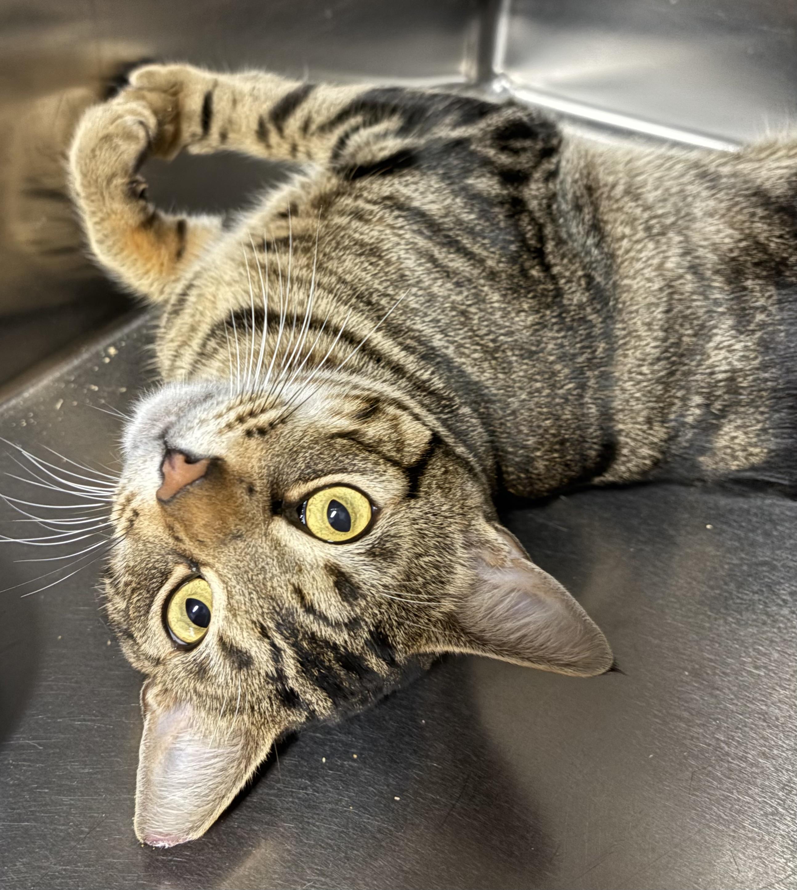 Enlarge McClane, a ADOPTABLE Domestic Short Hair in Marblehead, MA image 3/5