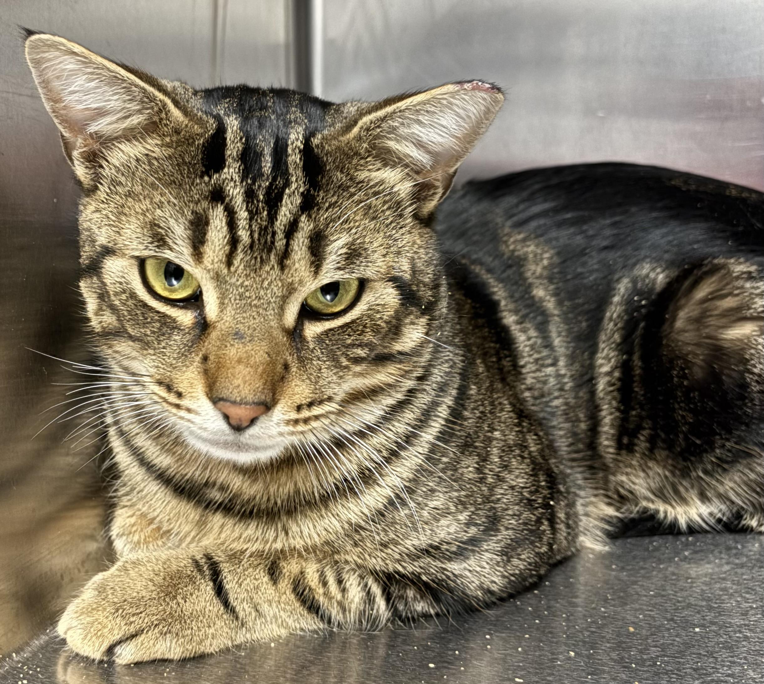 Enlarge McClane, a ADOPTABLE Domestic Short Hair in Marblehead, MA image 4/5