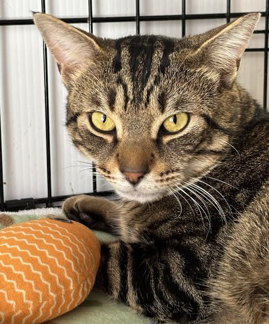 McClane, ADOPTABLE, Young Male Domestic Short Hair.