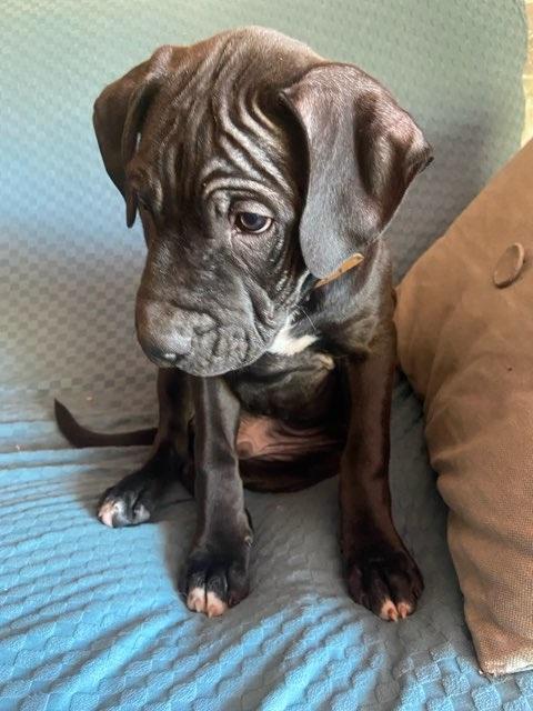 Austin, ADOPTABLE, Puppy Male Boxer & Mastiff.