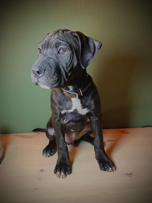 Enlarge Austin, a ADOPTABLE mixed breed in Bancroft, ON image 5/5