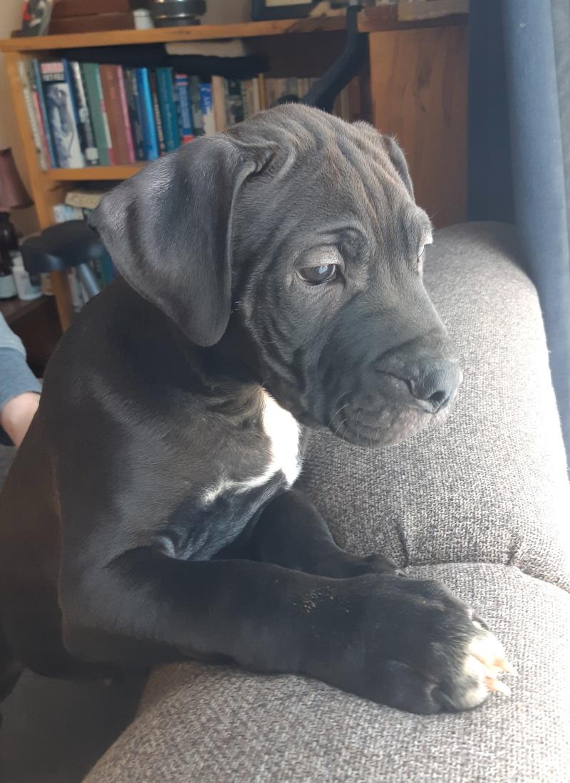 Enlarge Austin, a ADOPTABLE mixed breed in Bancroft, ON image 2/5