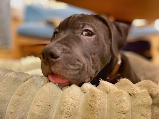 Enlarge Austin, a ADOPTABLE mixed breed in Bancroft, ON image 3/5