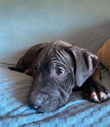 Enlarge Austin, a ADOPTABLE mixed breed in Bancroft, ON image 4/5