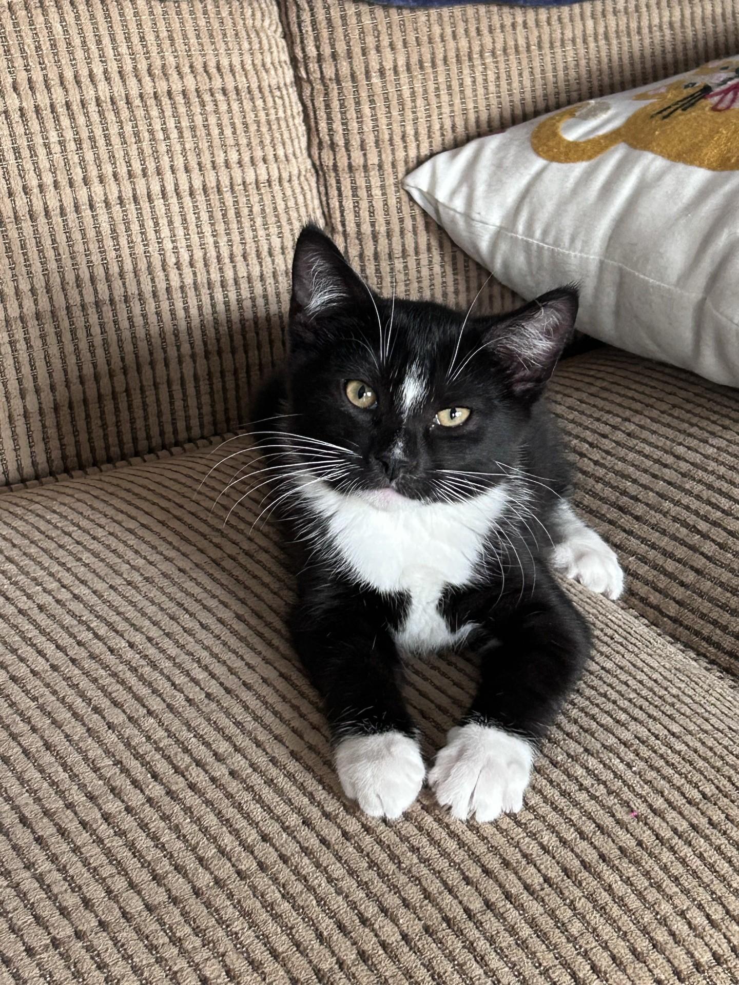 Dutch, adopted, Kitten Male Domestic Short Hair.