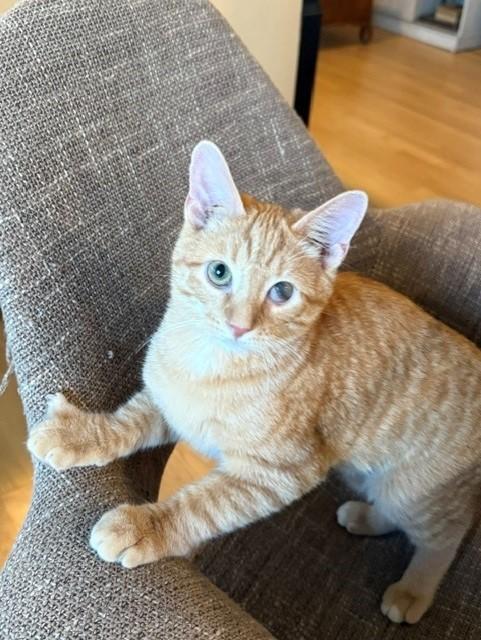 Nermal-Fee sponsored (BOGO), ADOPTABLE, Kitten Male Domestic Short Hair.