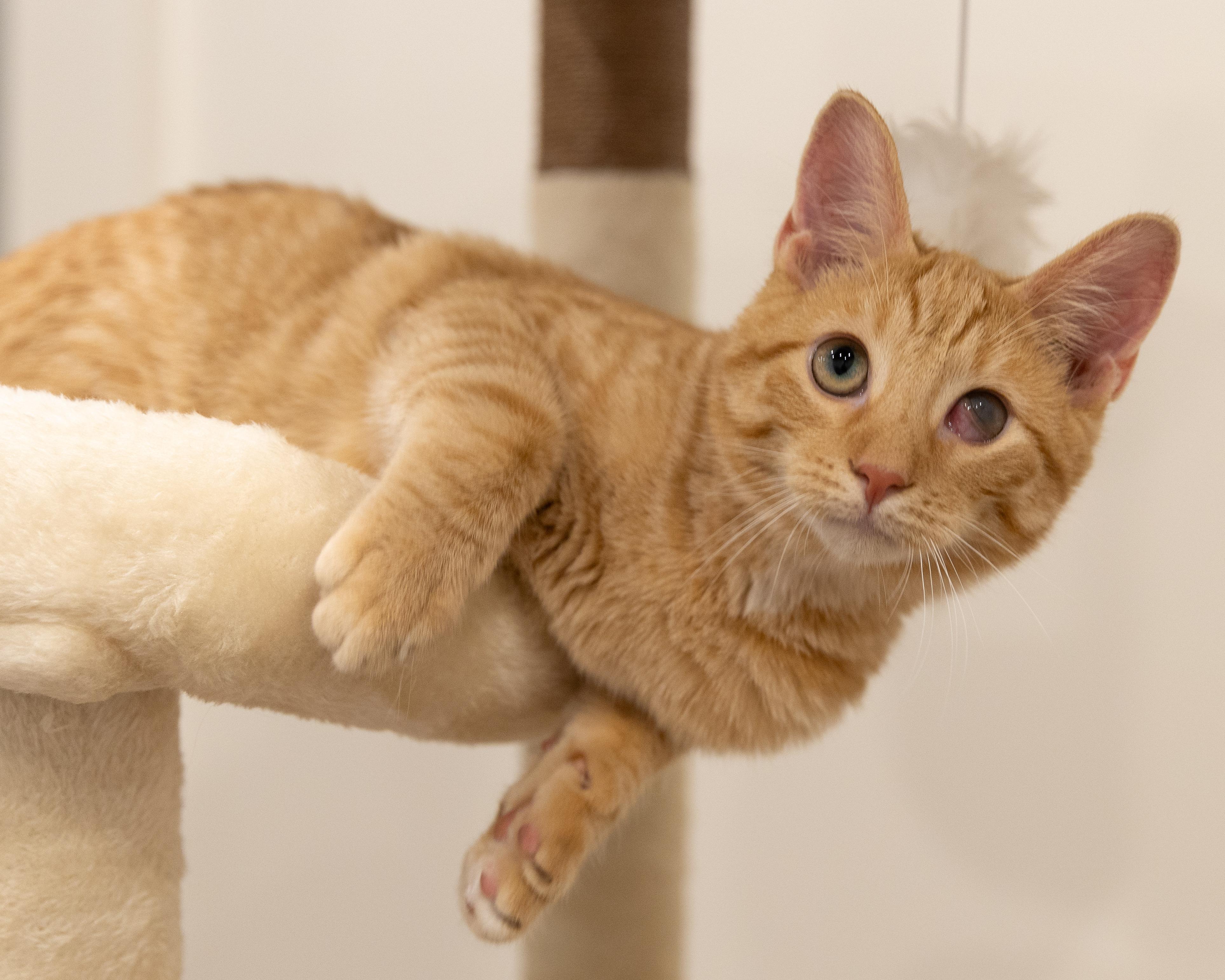 Enlarge Nermal-Fee sponsored (BOGO), a ADOPTABLE Domestic Short Hair in Leesburg, VA image 2/2