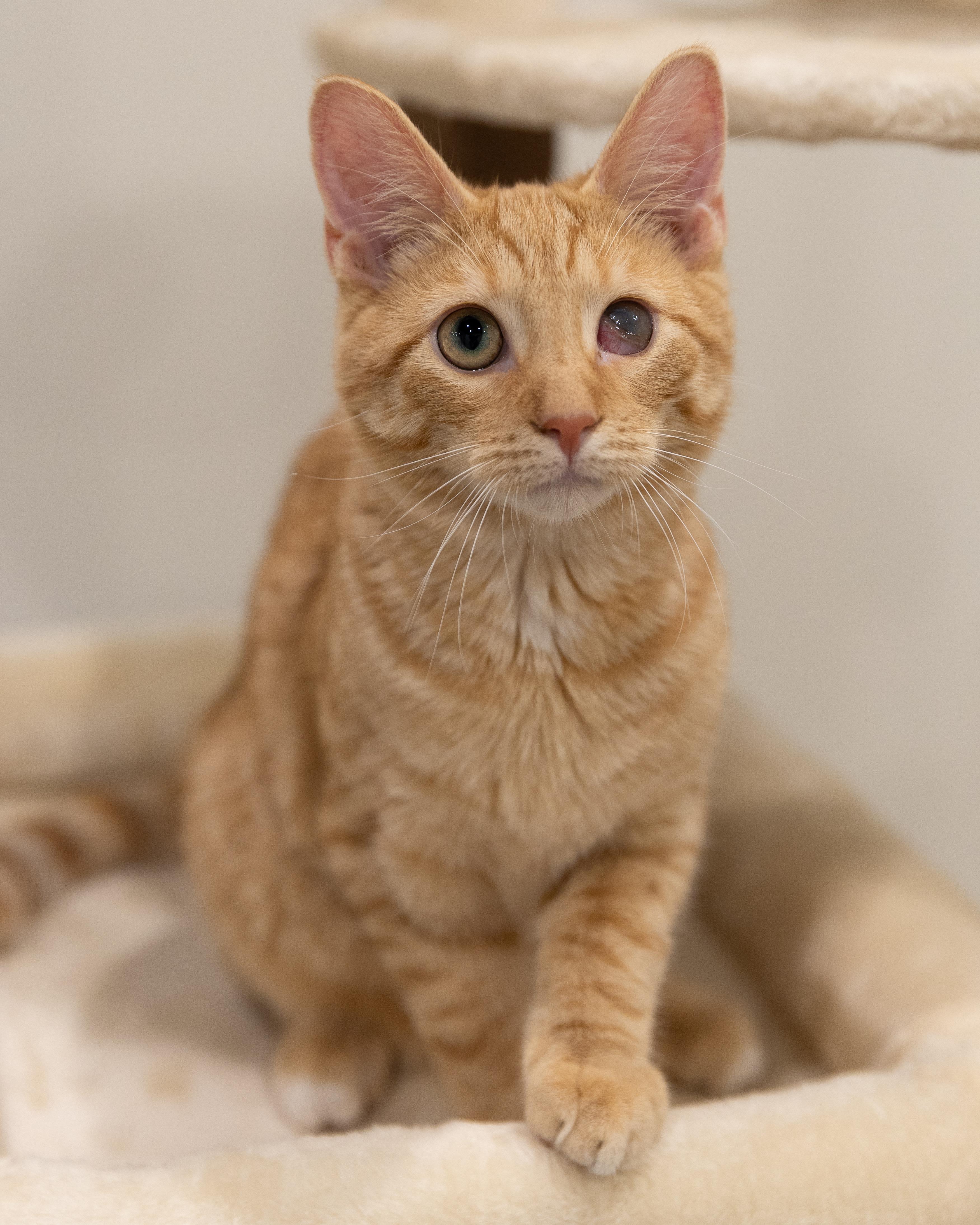 Nermal-Fee sponsored (BOGO), ADOPTABLE, Kitten Male Domestic Short Hair.