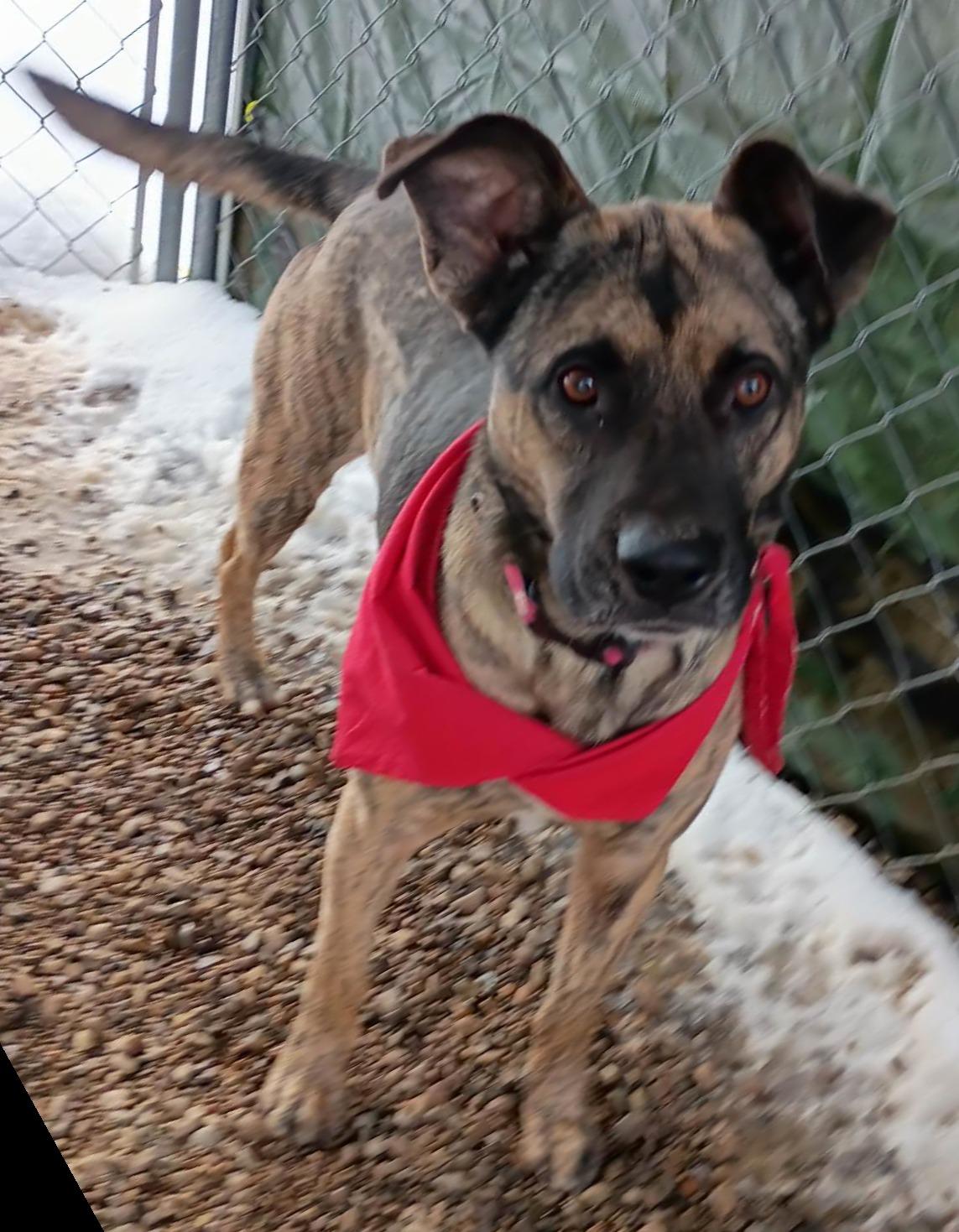 Enlarge Hades, a Adoptable mixed breed in Lincoln, MI image 1/2