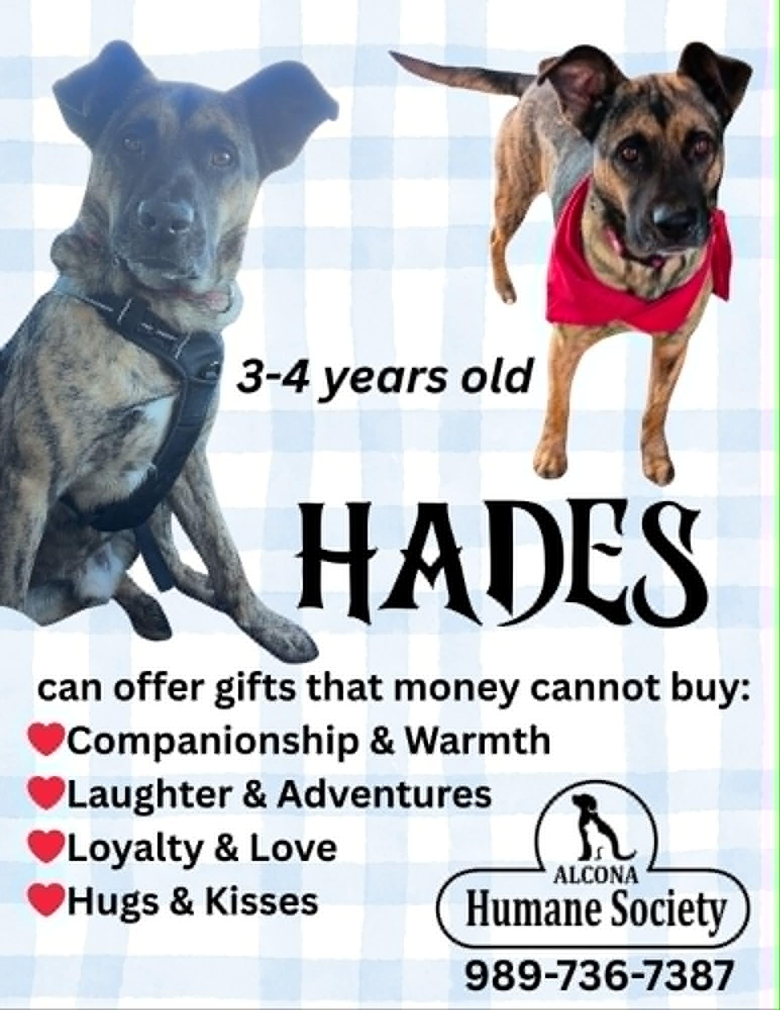 Enlarge Hades, a Adoptable mixed breed in Lincoln, MI image 1/3