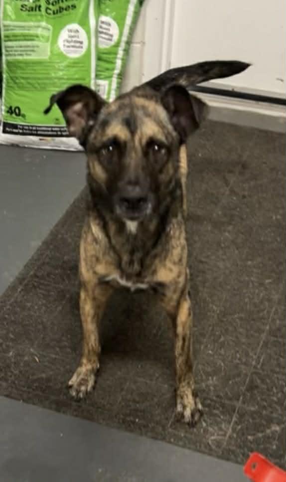 Hades, Adoptable, Adult Male German Shepherd Dog & Pit Bull Terrier.