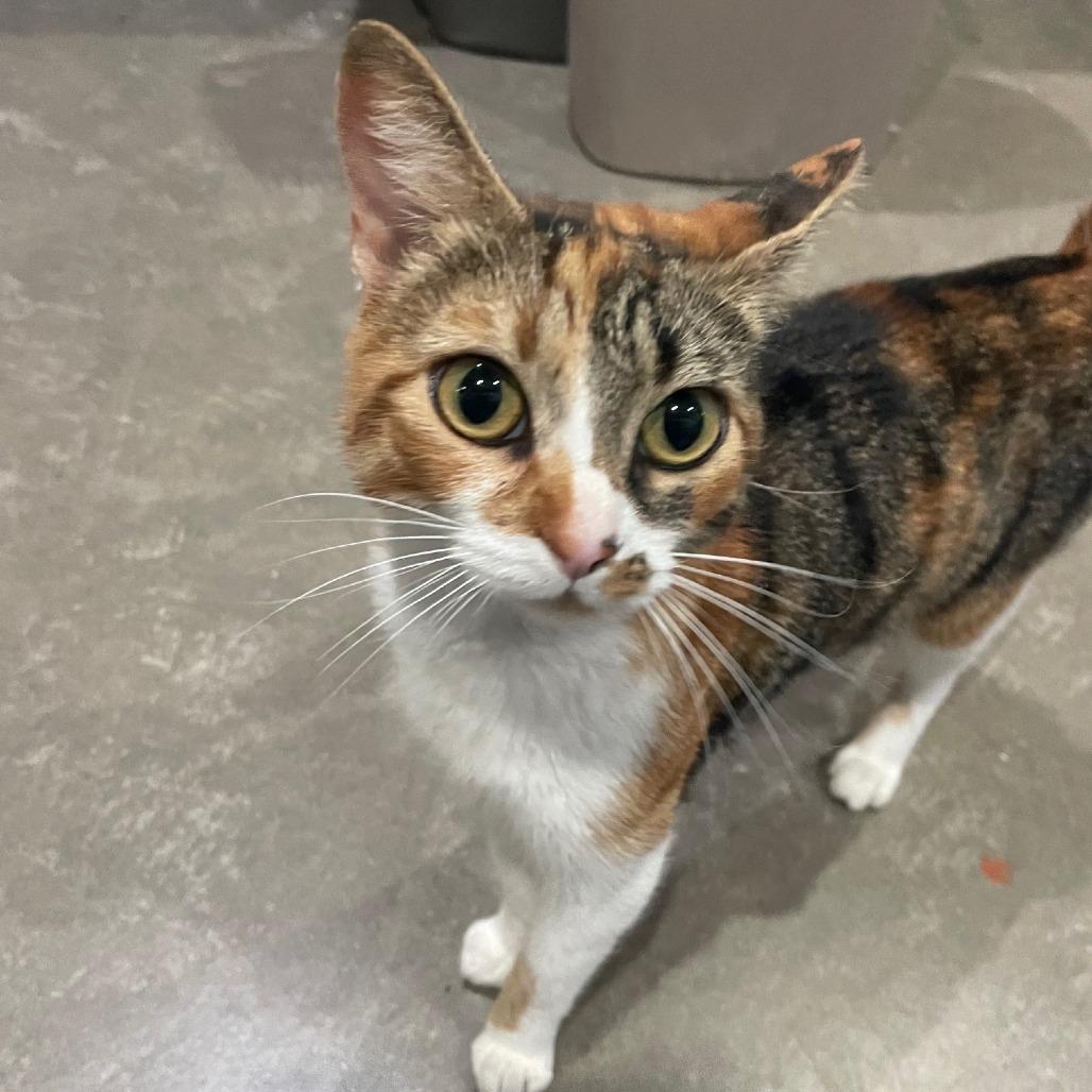 Cali, a Adoptable Domestic Short Hair in Prescott, AZ image 1/4