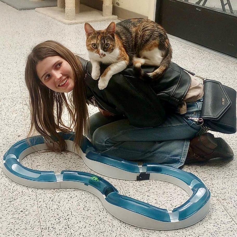 Cali, a Adoptable Domestic Short Hair in Prescott, AZ image 2/4