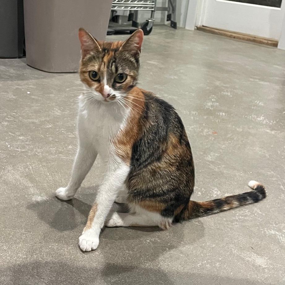 Cali, a Adoptable Domestic Short Hair in Prescott, AZ image 3/4