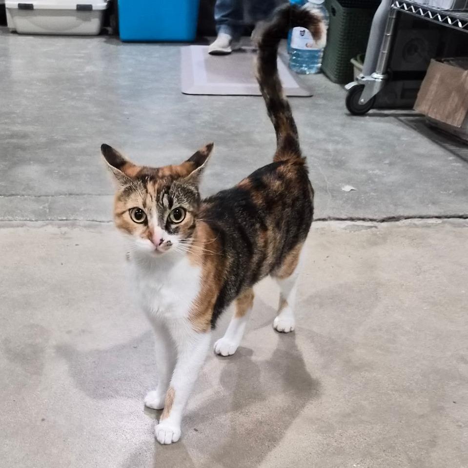 Cali, a Adoptable Domestic Short Hair in Prescott, AZ image 4/4