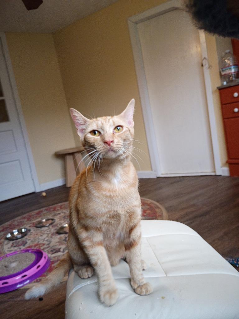 Blanche, Adoptable, Young Female Domestic Short Hair.