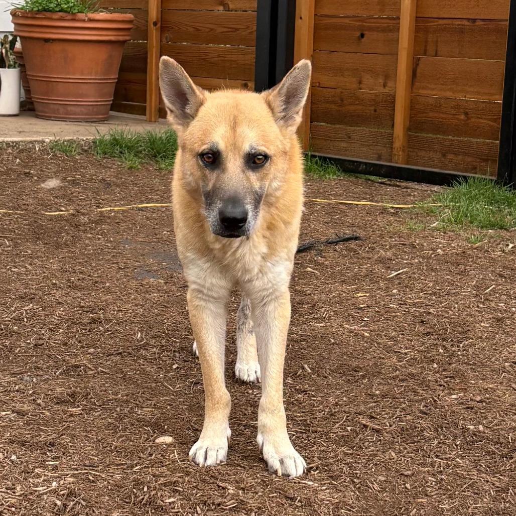 Big Chief — thumbnail 3