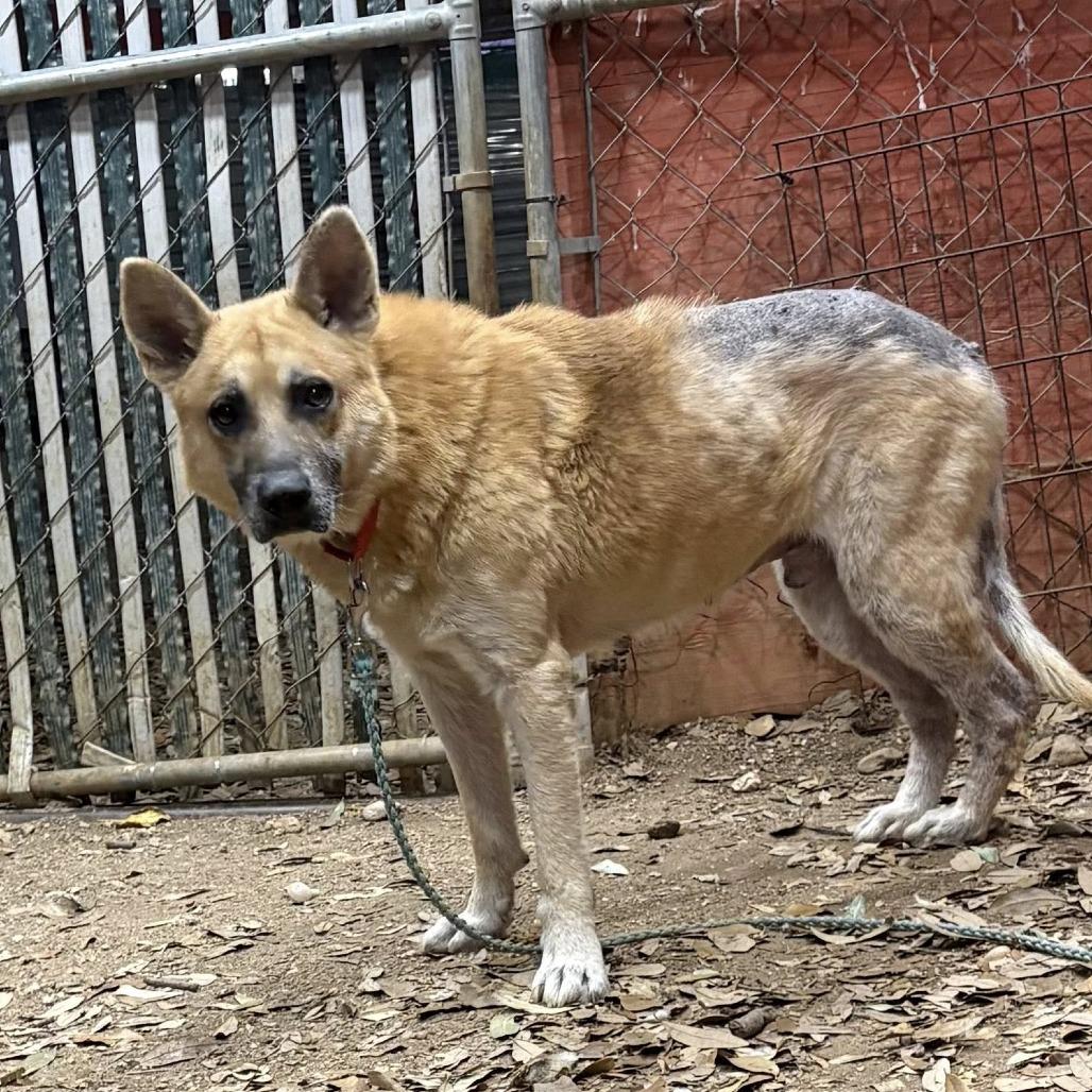 Big Chief — thumbnail 4