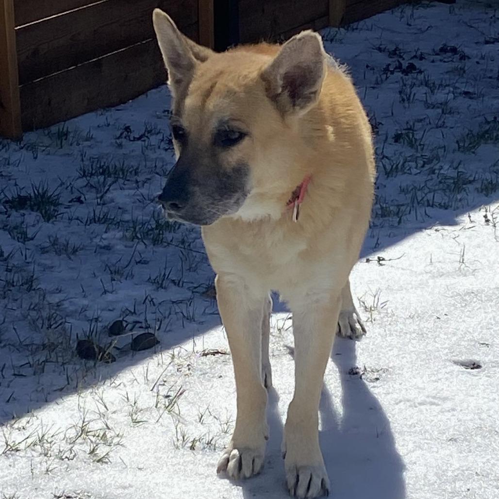 Big Chief — thumbnail 5