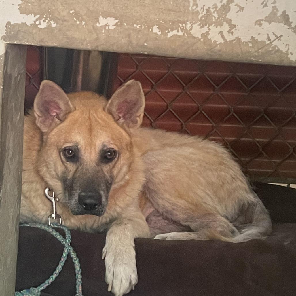 Big Chief — thumbnail 6