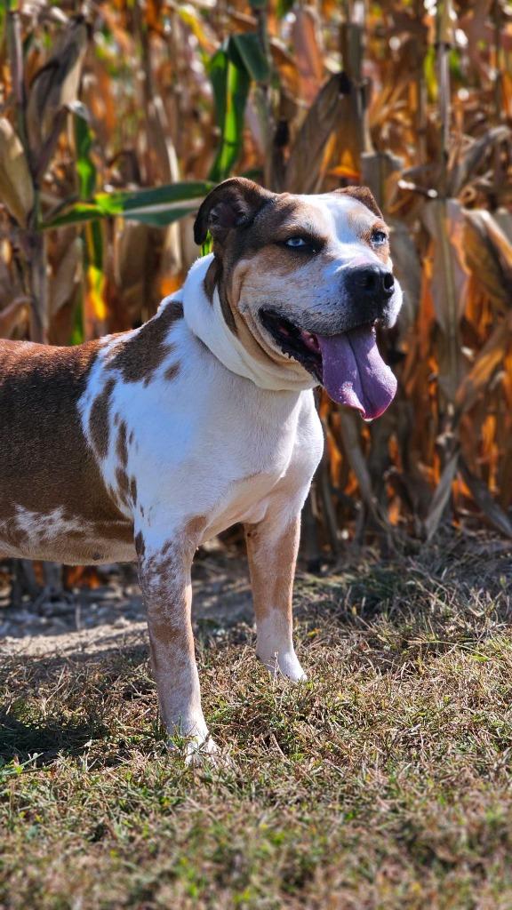 Enlarge Zoe(adopted - Pick up 12/15/25), a Adoptable Catahoula Leopard Dog in Huntington, IN image 1/1