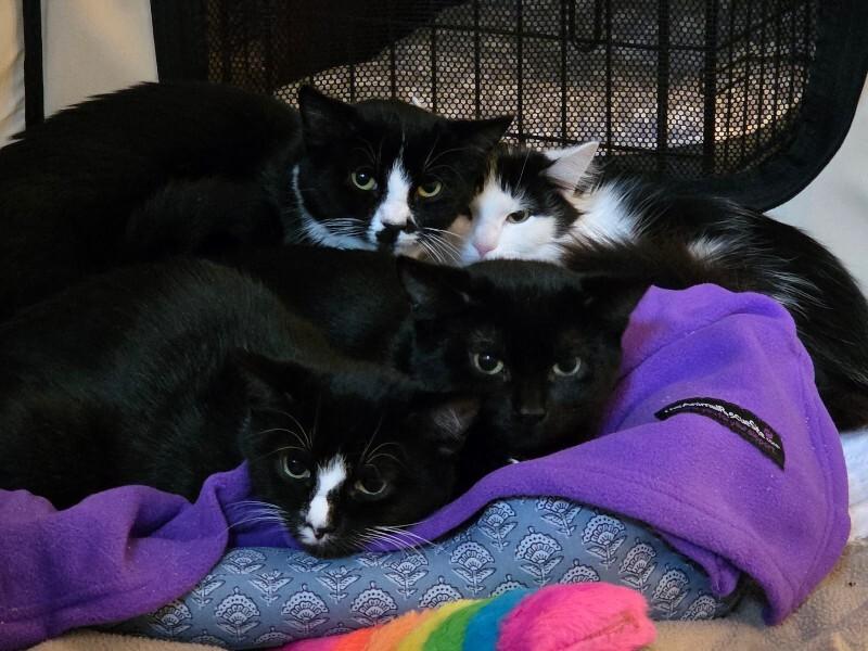 Jolene, Adoptable, Kitten Female Domestic Medium Hair.