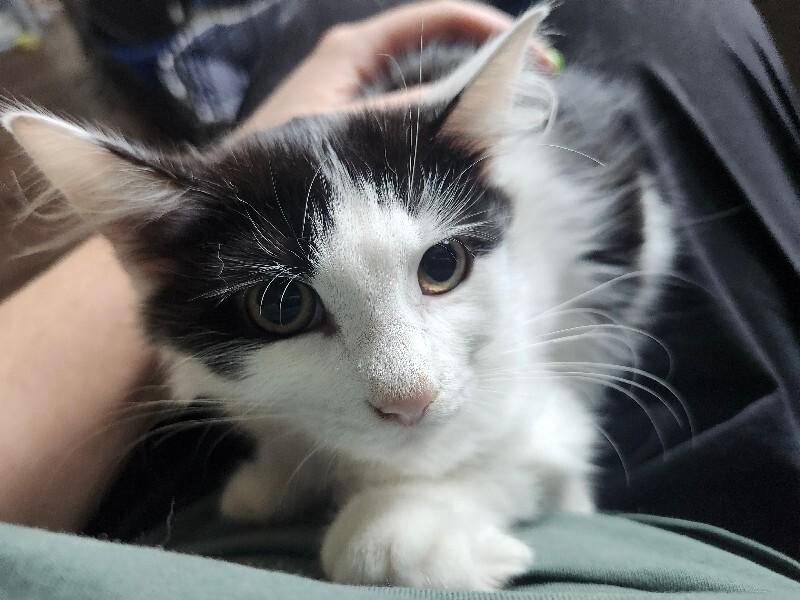 Enlarge Jolene, a Adoptable Domestic Medium Hair in Colmar, PA image 2/6