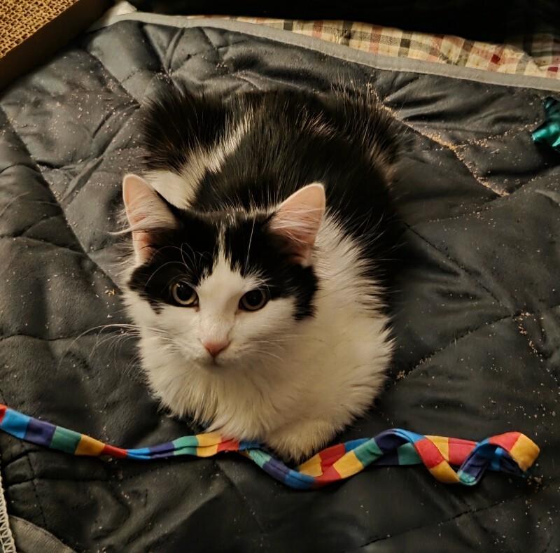 Enlarge Jolene, a Adoptable Domestic Medium Hair in Colmar, PA image 4/6