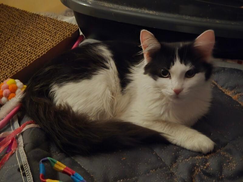 Enlarge Jolene, a Adoptable Domestic Medium Hair in Colmar, PA image 5/6
