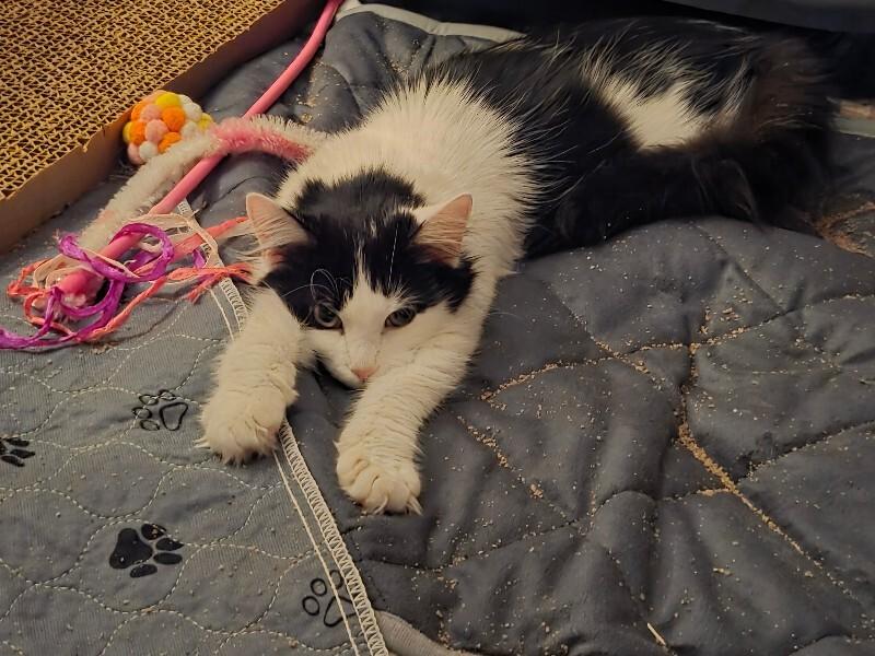 Enlarge Jolene, a Adoptable Domestic Medium Hair in Colmar, PA image 6/6