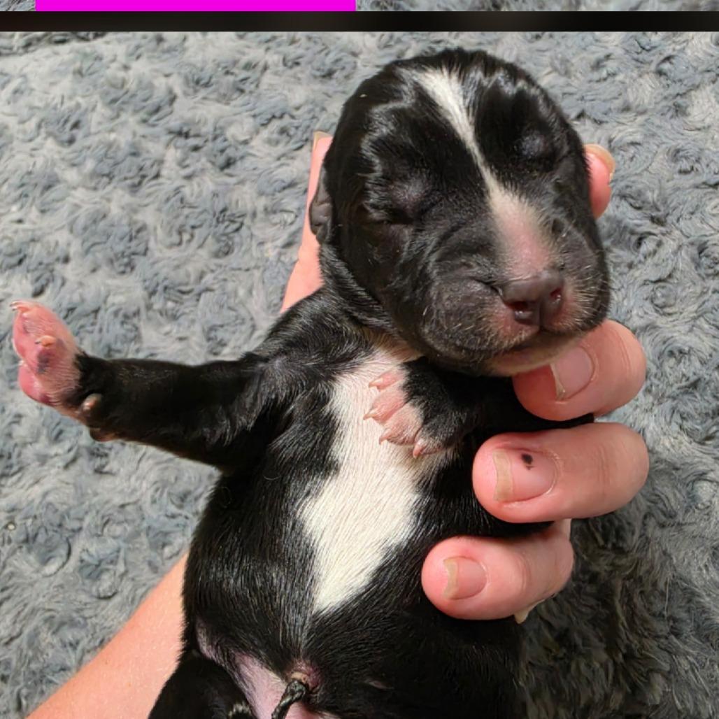Agnes, Adoptable, Puppy Female Bluetick Coonhound & Pit Bull Terrier.