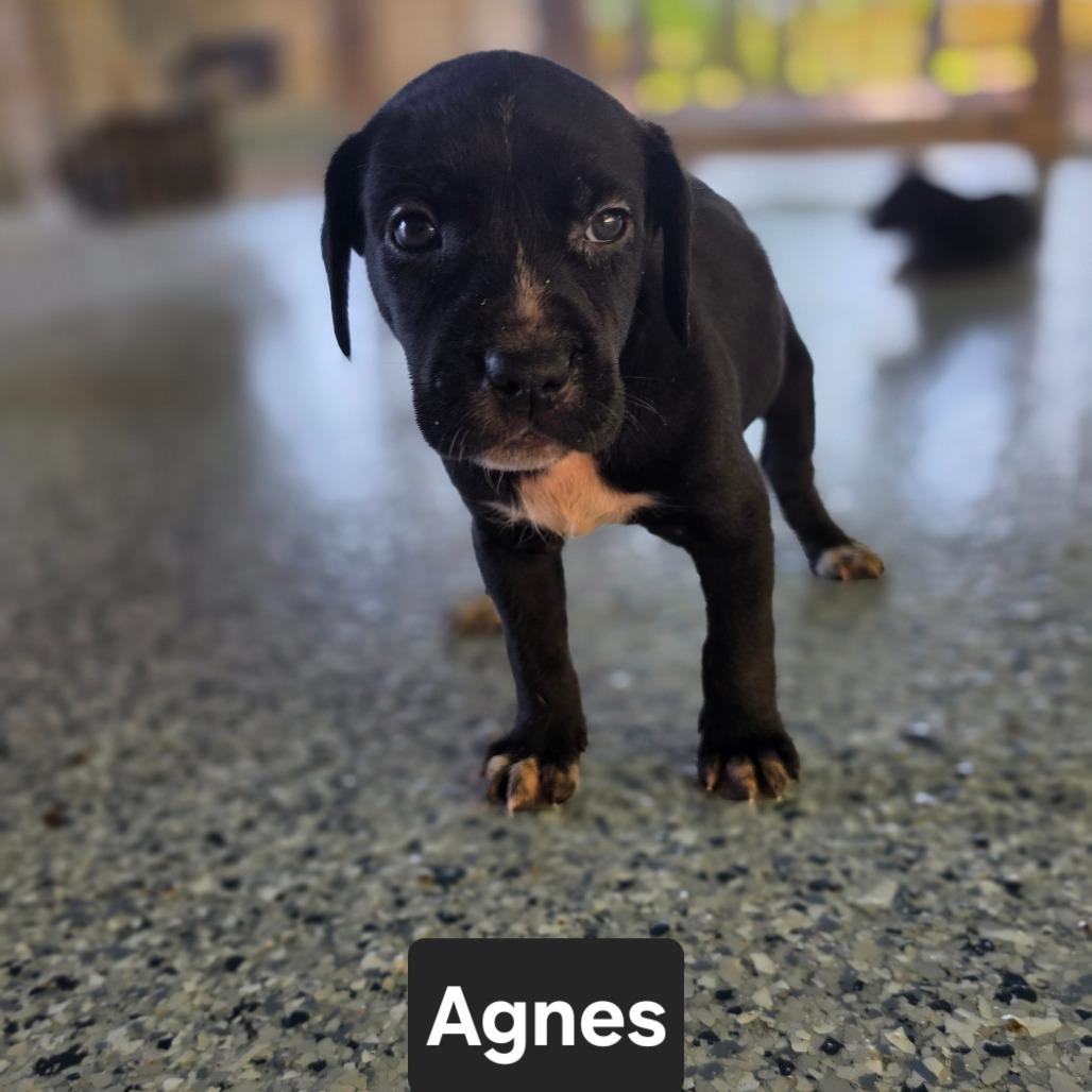 Enlarge Agnes, a Adoptable mixed breed in Chesapeake, VA image 2/5