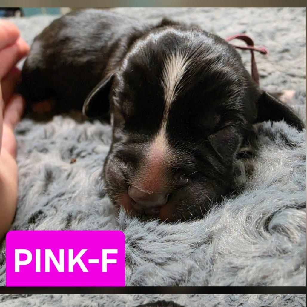 Enlarge Agnes, a Adoptable mixed breed in Chesapeake, VA image 3/5