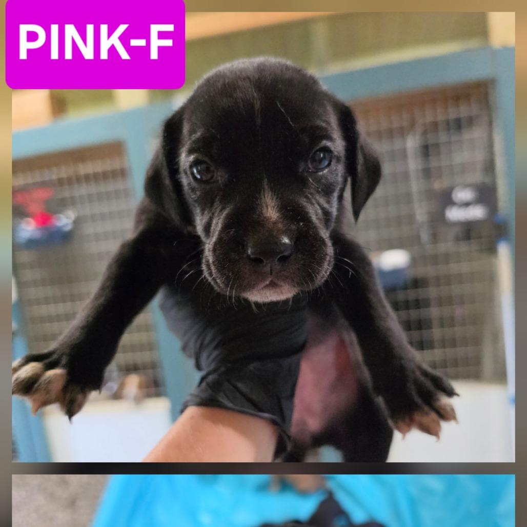 Enlarge Agnes, a Adoptable mixed breed in Chesapeake, VA image 4/5