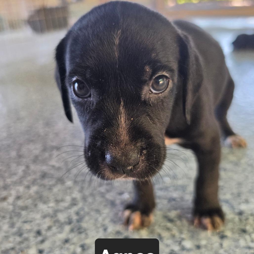 Enlarge Agnes, a Adoptable mixed breed in Chesapeake, VA image 5/5