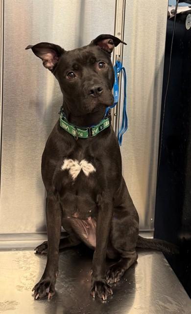 Enlarge GLIMMER, a Adoptable mixed breed in Minneapolis, MN image 1/1