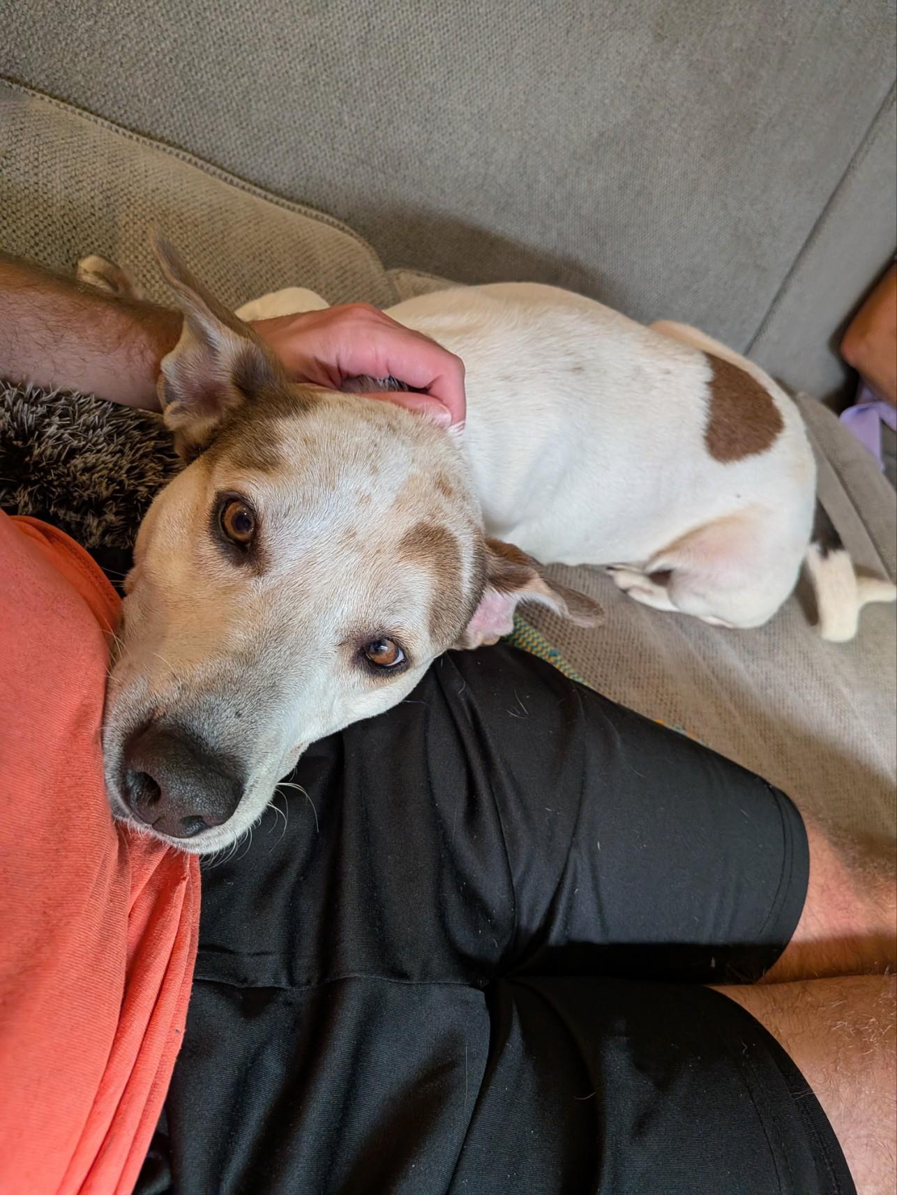 Henry, a ADOPTABLE mixed breed in Elizabeth, CO image 6/6