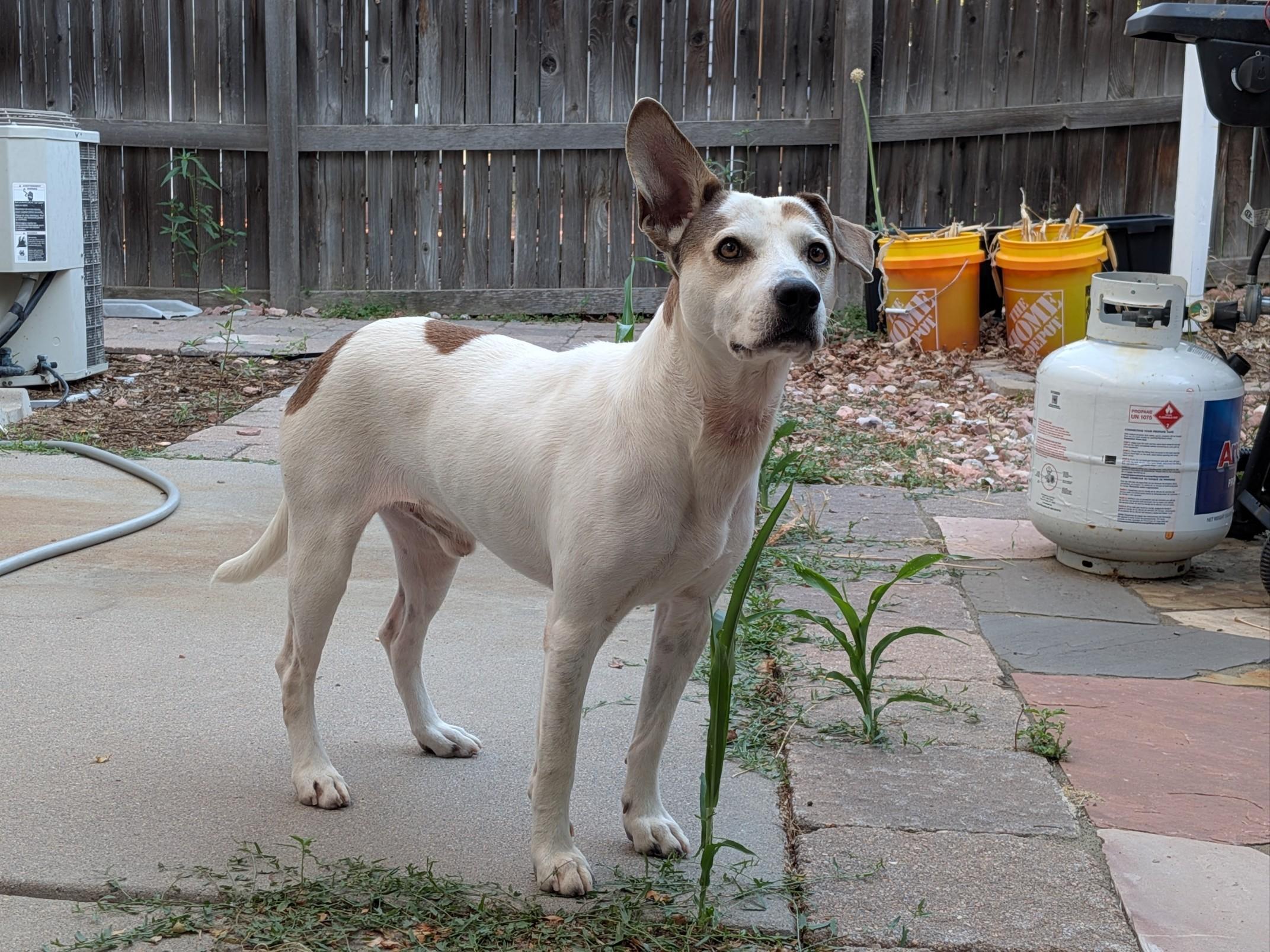 Henry, a ADOPTABLE mixed breed in Elizabeth, CO image 2/6