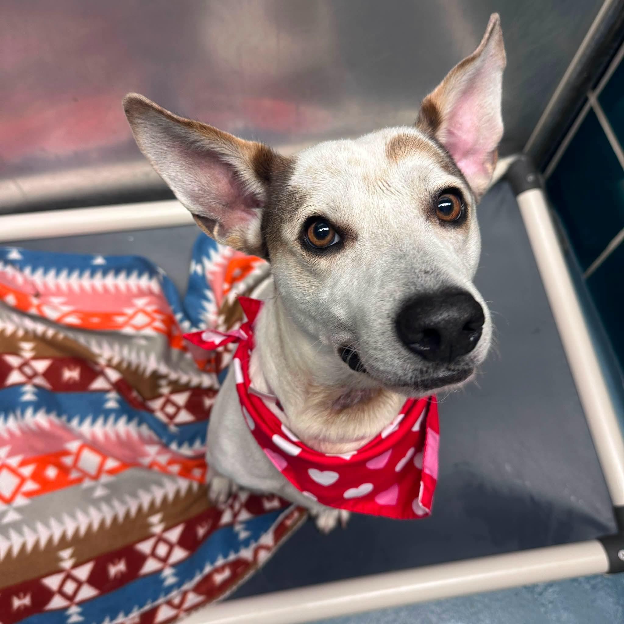 Henry, ADOPTABLE, Young Male Australian Cattle Dog / Blue Heeler & Jack Russell Terrier.