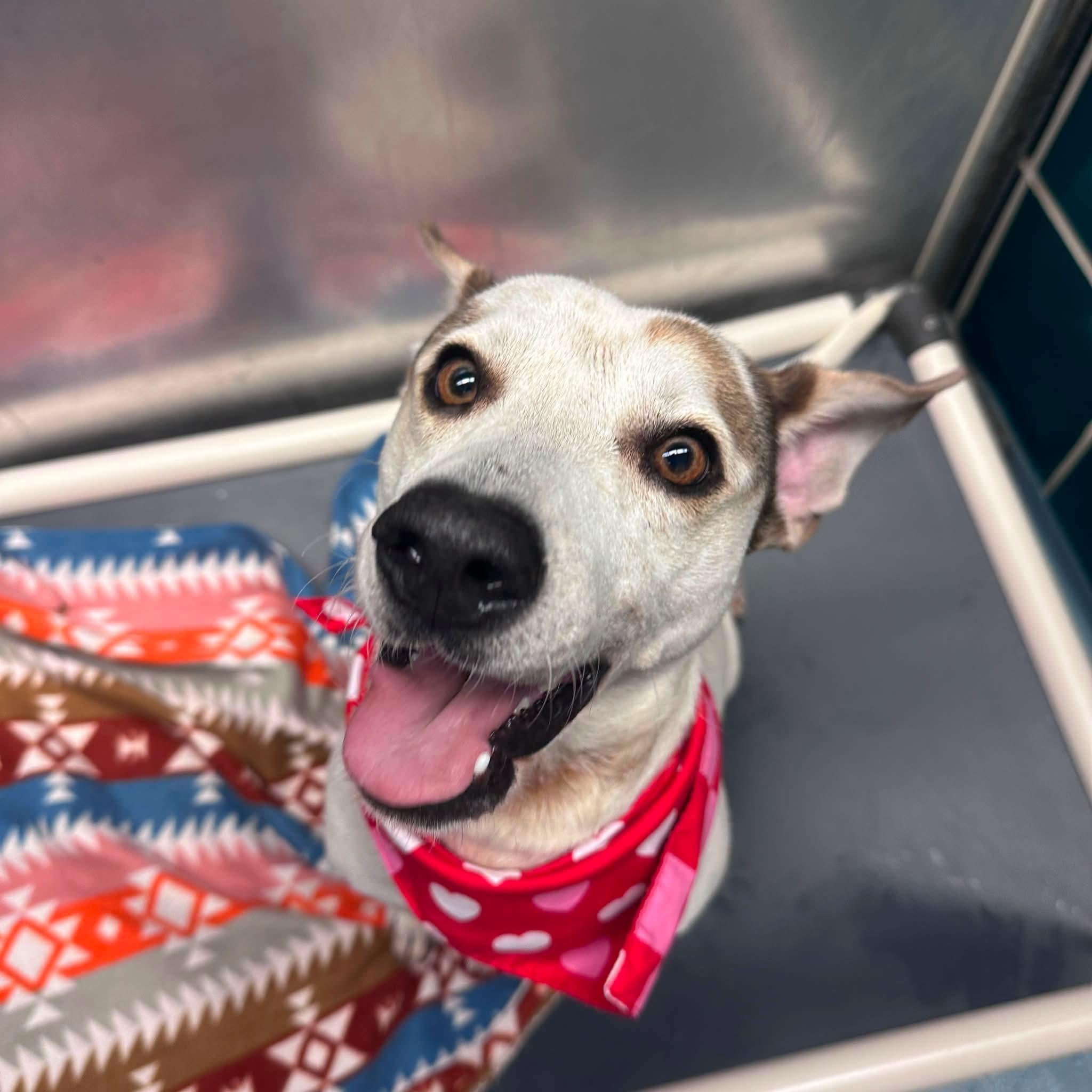 Henry, a ADOPTABLE mixed breed in Elizabeth, CO image 4/6