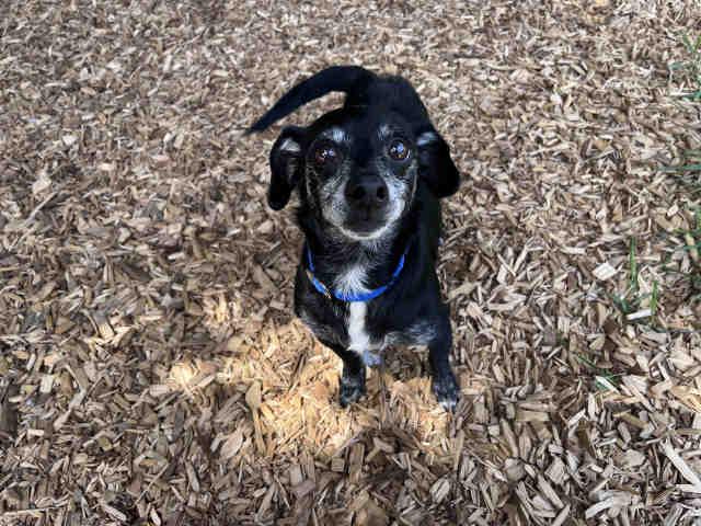 DUKE, Adoptable, Adult Male Dachshund & Mixed Breed.