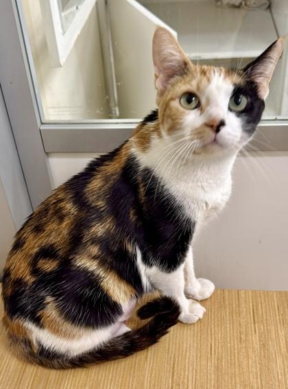 Enlarge Boronia, a Adoptable mixed breed in San Diego, CA image 1/3