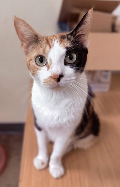 Enlarge Boronia, a Adoptable mixed breed in San Diego, CA image 2/3