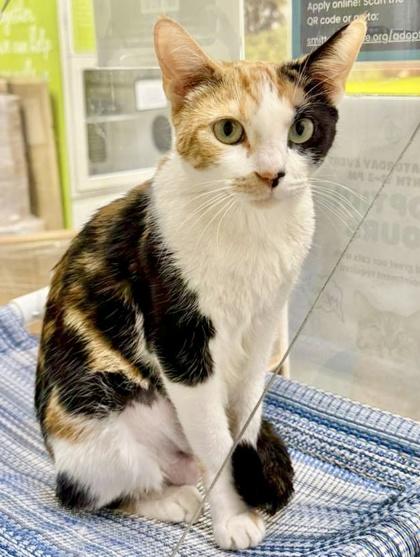 Enlarge Boronia, a Adoptable mixed breed in San Diego, CA image 3/3