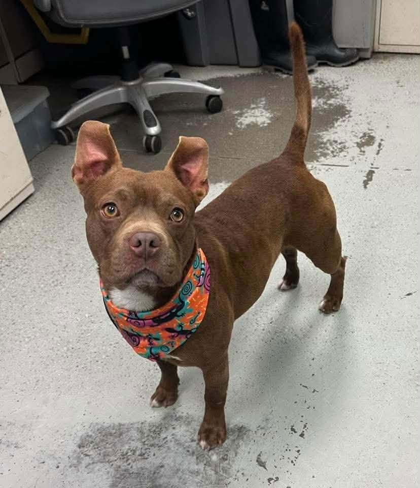 Juice, Adoptable, Adult Male Pit Bull Terrier.