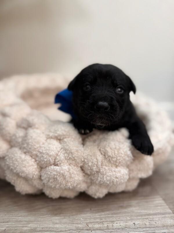 Roscoe Sweet Paws — thumbnail 5